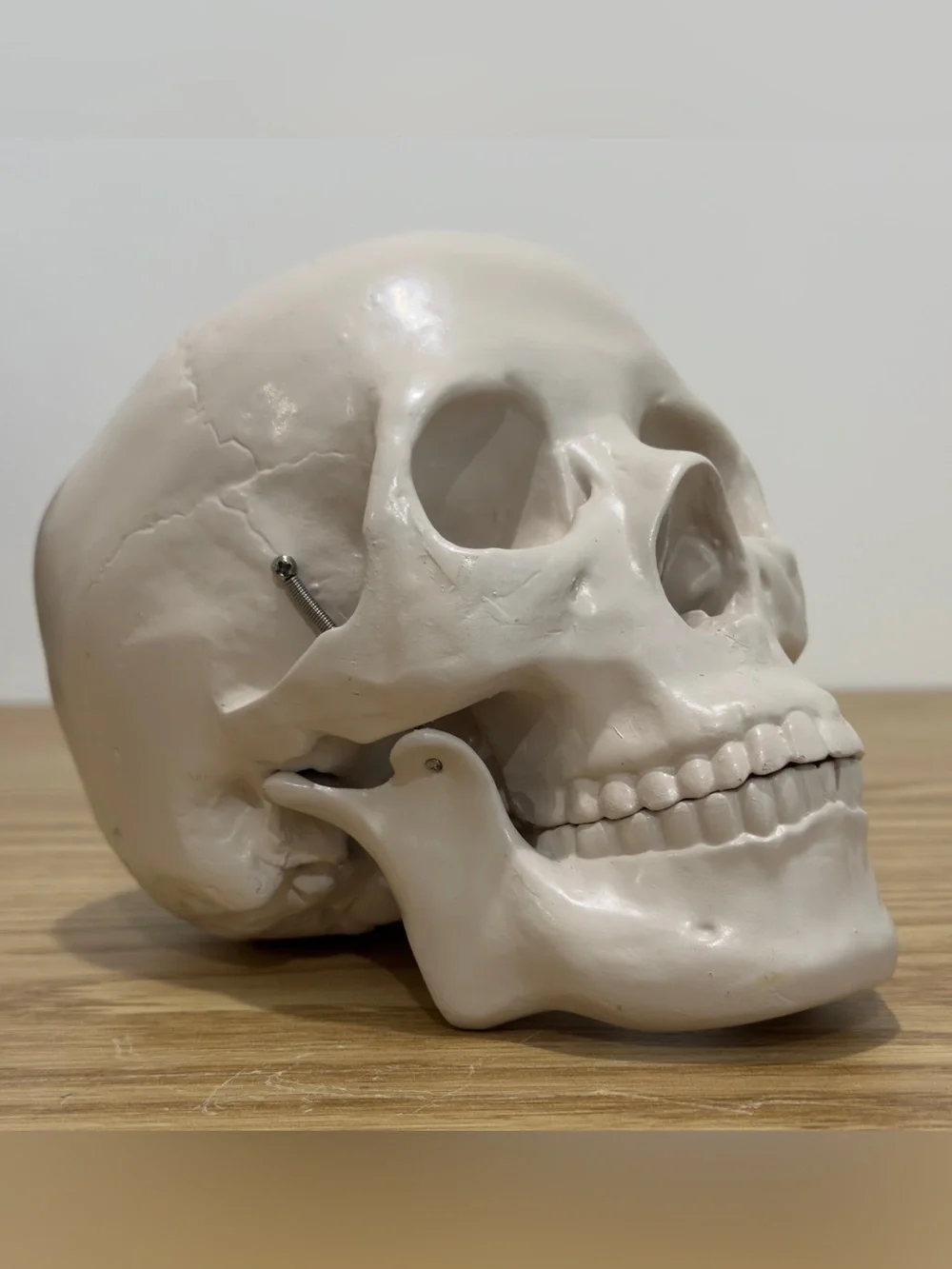 Restoration Hardware Skull Human Life Size Resin Vintage RH Y2K Halloween